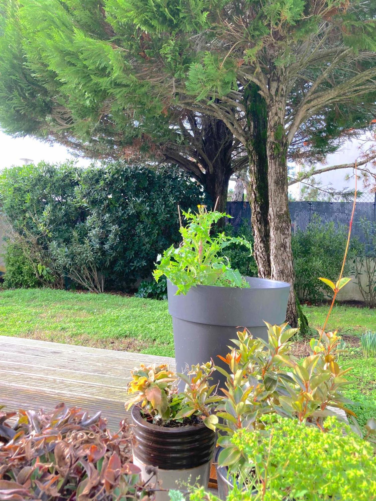 Maison Centre Ville Avec Jardin , Terrasse, Et Garage Velos La Rochelle  Esterno foto